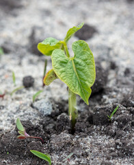 Small bean sprout in the ground in spring.