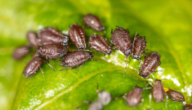 Small black aphids on a green leaf of a tree.