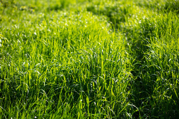 Lush green grass in nature