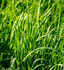 Lush green grass in nature