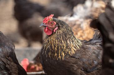 Portrait of a chicken in nature.