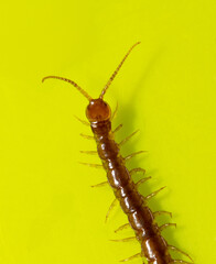 Centipede isolated on yellow background.