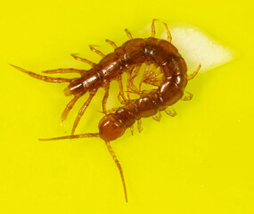 Centipede isolated on yellow background.