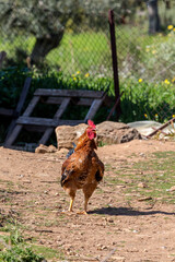 Agriculture. Beautiful, bright rooster close-up