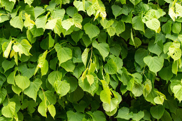 green leaves of the plant as a background