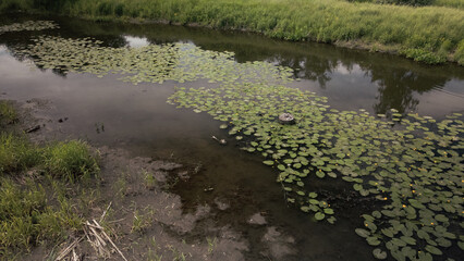 Yellow water lilies on the river in the city park. Flying at low altitude. Aerial photography.