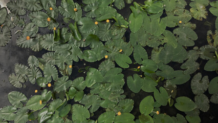 Yellow water lilies on the river in the city park. Flying at low altitude. Aerial photography.
