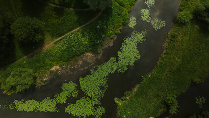 Yellow water lilies on the river in the city park. Aerial photography.