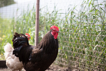 Portrait of a chicken in nature.