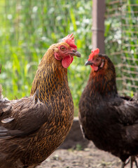 Portrait of a chicken in nature.