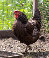 Portrait of a chicken in nature.