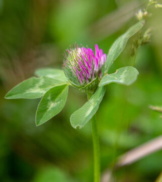 Flower on clover in nature.