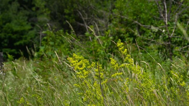 Lady's Bedstraw on slight breeze in natural ambient (Galium verum) - (4K)