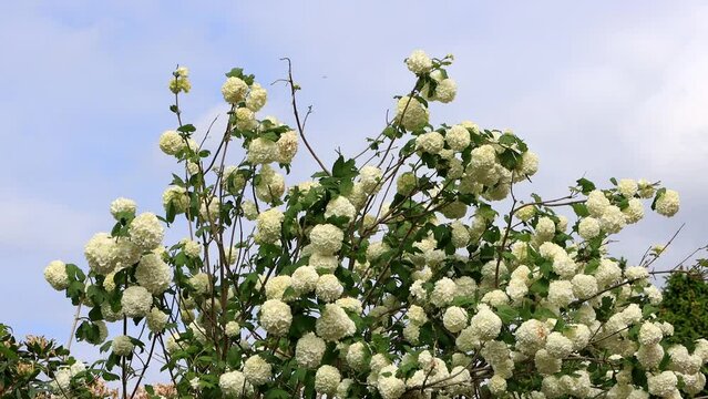 viburnum opulus flowering in spring, snowball
