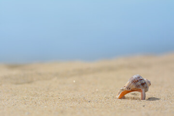 Closeup view of beautiful seashell on beach sand. Space for text