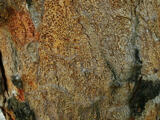 The peeling jackfruit tree skin is very exotic and amazing