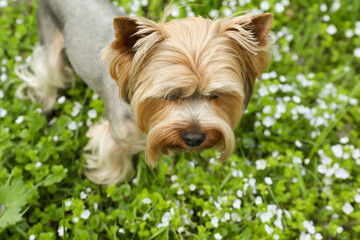 Cute Yorkshire terrier among wildflowers in meadow on spring day