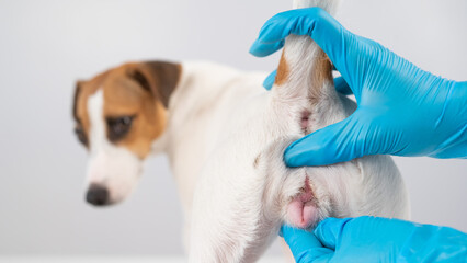 Veterinarian doing an examination of the genitals of a female dog Jack Russell Terrier. 