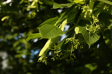 Closeup view of blossoming linden tree outdoors on sunny spring day