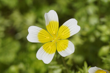 Close up flower of Douglas' meadowfoam, poached egg plant (Limnanthes douglasii), family meadowfoam...