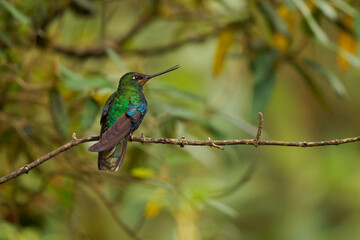 Great Sapphirewing - Pterophanes cyanopterus species of hummingbird in the brilliants, tribe Heliantheini in subfamily Lesbiinae, bird found in Bolivia, Colombia, Ecuador, and Peru