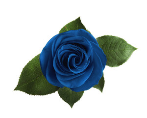 Beautiful blooming blue rose on white background - obrazy, fototapety, plakaty