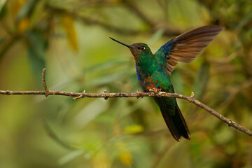 Great Sapphirewing - Pterophanes cyanopterus species of hummingbird in the brilliants, tribe Heliantheini in subfamily Lesbiinae, bird found in Bolivia, Colombia, Ecuador, and Peru