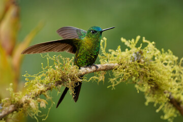 Sapphire-vented Puffleg - Eriocnemis luciani hummingbird in the brilliants, ¨tribe Heliantheini in subfamily Lesbiinae, bird found in Colombia, Ecuador, Peru, Venezuela