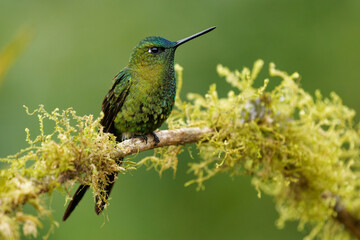Fototapeta na wymiar Sapphire-vented Puffleg - Eriocnemis luciani hummingbird in the brilliants, ¨tribe Heliantheini in subfamily Lesbiinae, bird found in Colombia, Ecuador, Peru, Venezuela