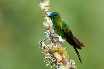 Fototapeta na wymiar Sapphire-vented Puffleg - Eriocnemis luciani hummingbird in the brilliants, ¨tribe Heliantheini in subfamily Lesbiinae, bird found in Colombia, Ecuador, Peru, Venezuela