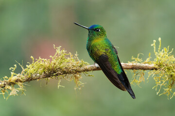 Sapphire-vented Puffleg - Eriocnemis luciani hummingbird in the brilliants, ¨tribe Heliantheini in subfamily Lesbiinae, bird found in Colombia, Ecuador, Peru, Venezuela