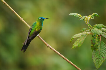 Sapphire-vented Puffleg - Eriocnemis luciani hummingbird in the brilliants, ¨tribe Heliantheini in subfamily Lesbiinae, bird found in Colombia, Ecuador, Peru, Venezuela