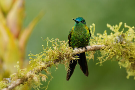 Sapphire-vented Puffleg - Eriocnemis luciani hummingbird in the brilliants, &uml;tribe Heliantheini in subfamily Lesbiinae, bird found in Colombia, Ecuador, Peru, Venezuela