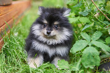 Cute Pomeranian puppy sitting on the grass