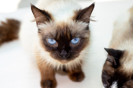 beautiful siamese cat with blue color eyes sitting on floor and eating high protein dry cat food,scattered on the floor.cute adorable siamese cat with serious face emotion.sunny rays on floor.