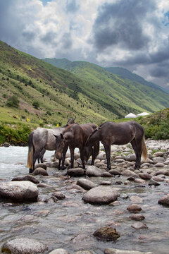 Horse crossing a mountain river