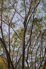 a tree with many branches