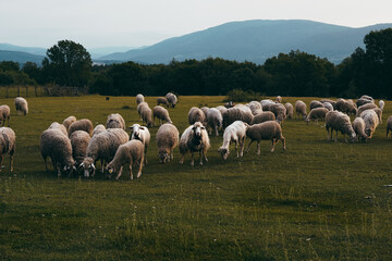 Sheep grazing in the grass, white animals, eating, summer, cheese, village ,country side