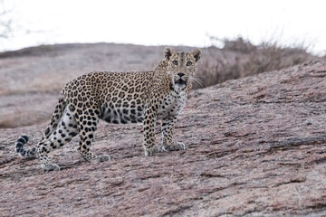 Stare of a leopard