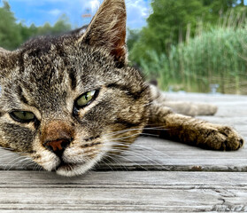 Obraz premium cat on the roof