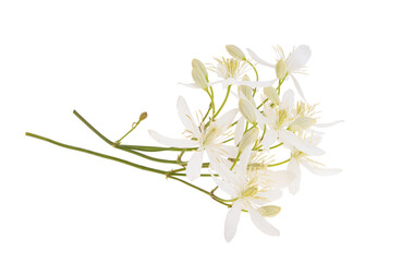 honeysuckle flowers isolated