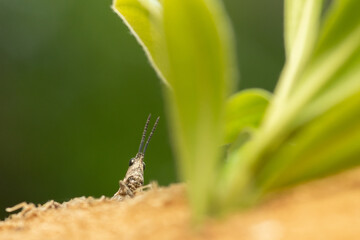 Grasshopper climbing on a wood chop. Funny macro photo.
