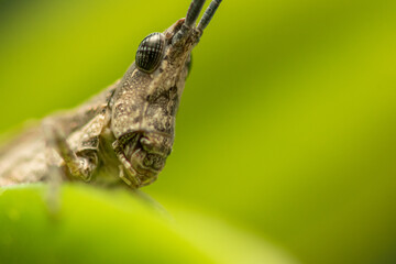 Macro photo of a grasshopper on a plant. Extreme close up.

