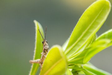 Grasshopper macro photo on a plant out in the garden.
