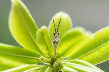 Funny portrait macro photo of a grasshopper on plant.
