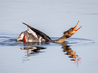 Red breasted merganser