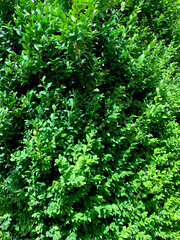thuja hedge green leaves nature garden