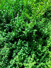 thuja hedge green leaves nature garden