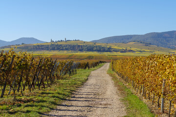 Fototapeta na wymiar Country road going through the vineyard of Alsace in autumn
