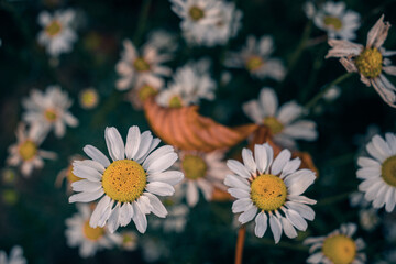 Fototapeta premium daisies in a garden